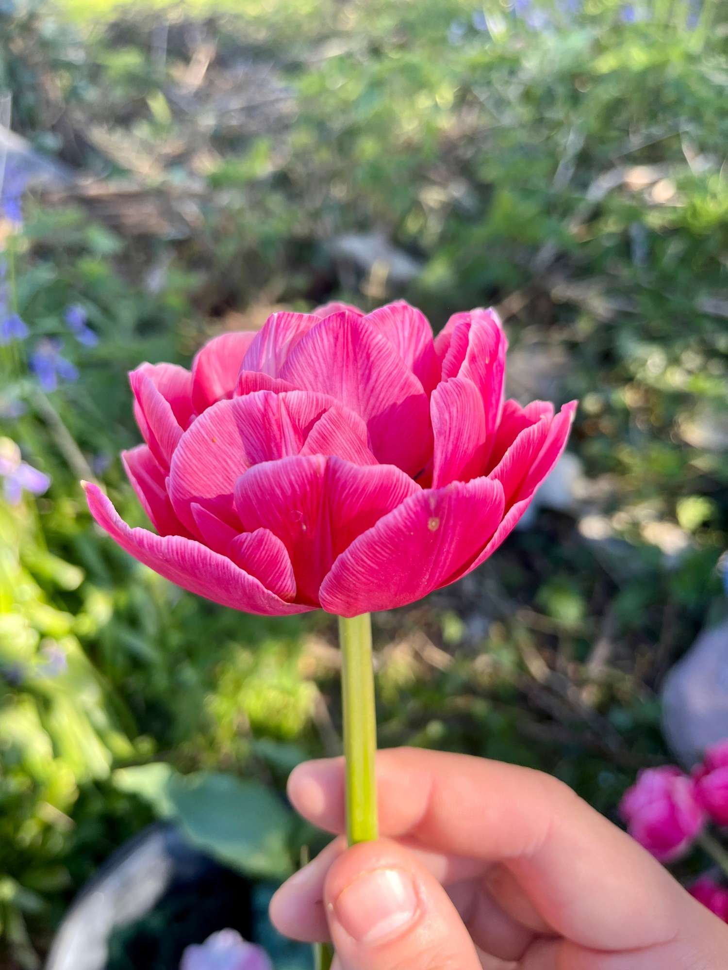 Tulpe 'Aveyron' - Tulipaner